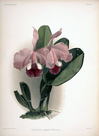 Cattleya warneri as syn.: Cattleya labiata var. warneri by London H. Sotheran and Co.